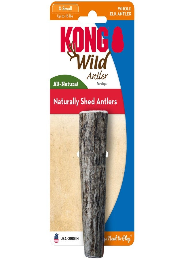 KONG Whole Antler Dog Chew – Durable Natural Elk & Deer Antlers for Strong Chewers - Naturally Shed, Long Lasting Chews (X-Small) - Image 1